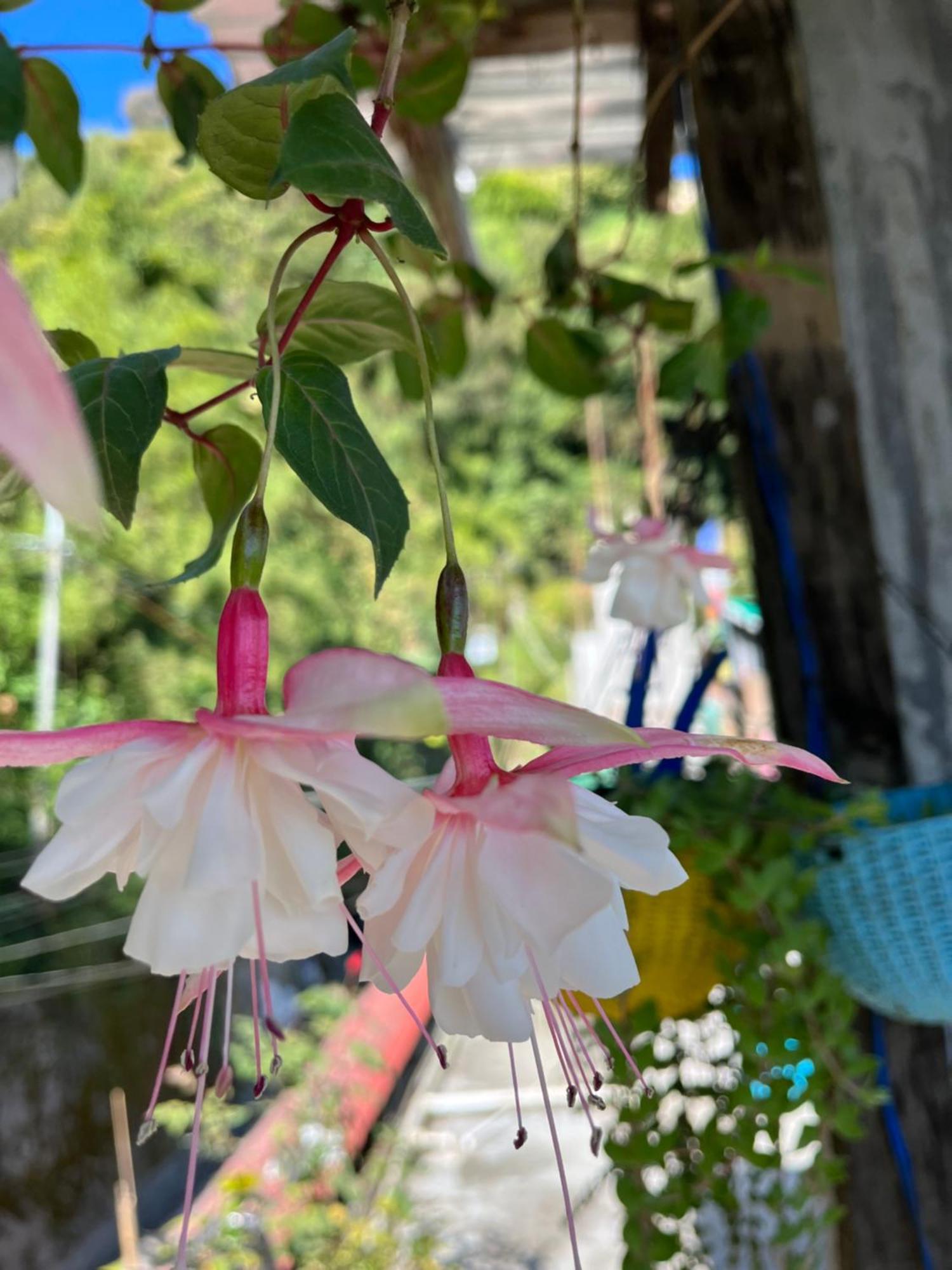 Shalom Inn Home Stay Νταρτζίλινγκ Εξωτερικό φωτογραφία